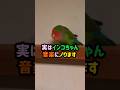実はインコちゃん音楽にノります