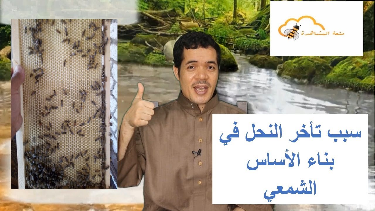 سبب تأخر النحل في بناء الأساس الشمعي وأسرع طريقة للبناء.