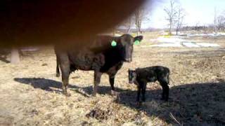 Mom That Tried To Trample Me. Newborn