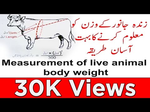 Measurement Of Live Animal Body Weightزندہ جانور کے وزن کو معلوم کرنے آسان طریقہ