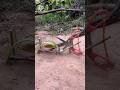 DIY Snake Trap using Scissors #creativesnaketrap #buildsnaketrap