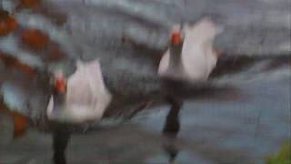 The friendliest Snow Geese in the world by James Richings 164 views 5 years ago 51 seconds