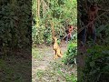Catching Cheetah in man the forest jungle VFX #wildlife #viral #shortviralvideo #animal shorts