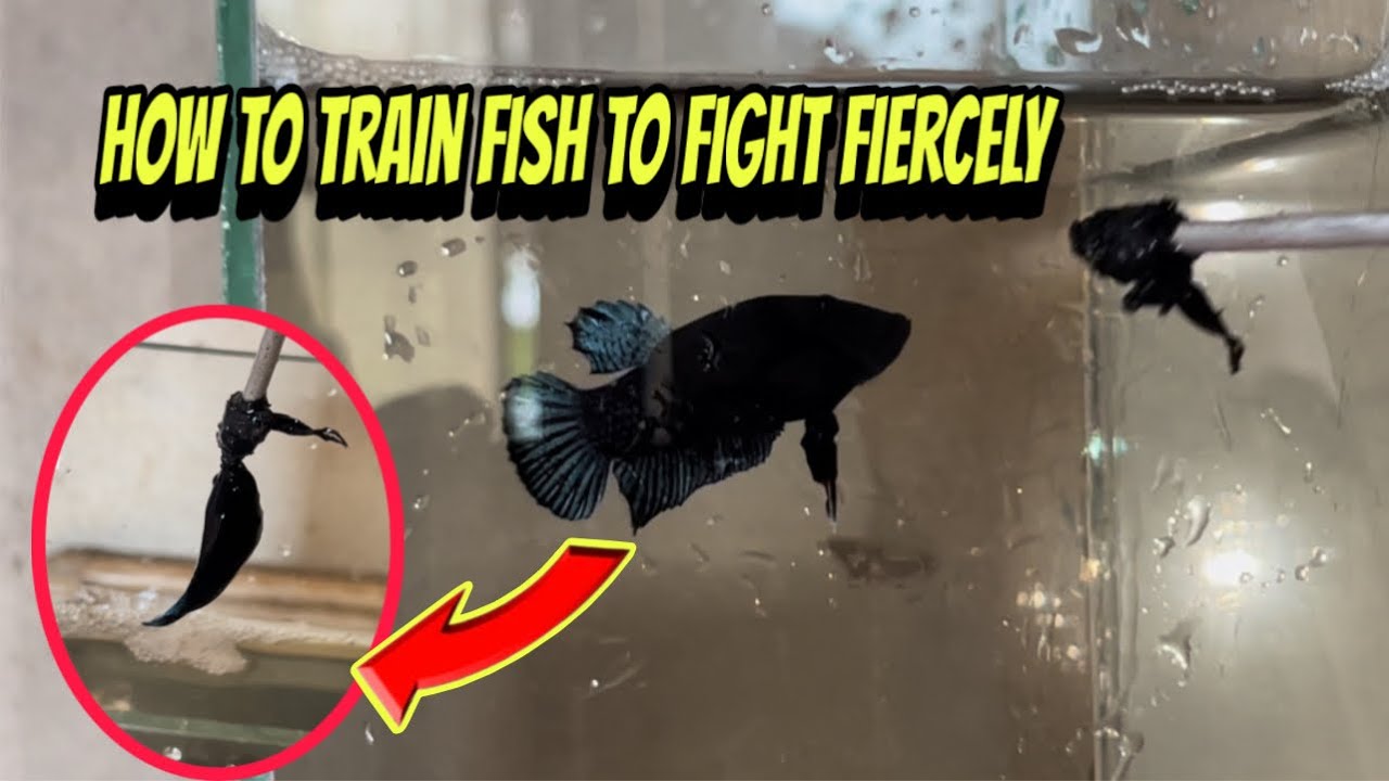 How to train fish to fight fiercely