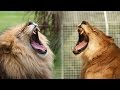 What Happens When You Neuter A Male Lion