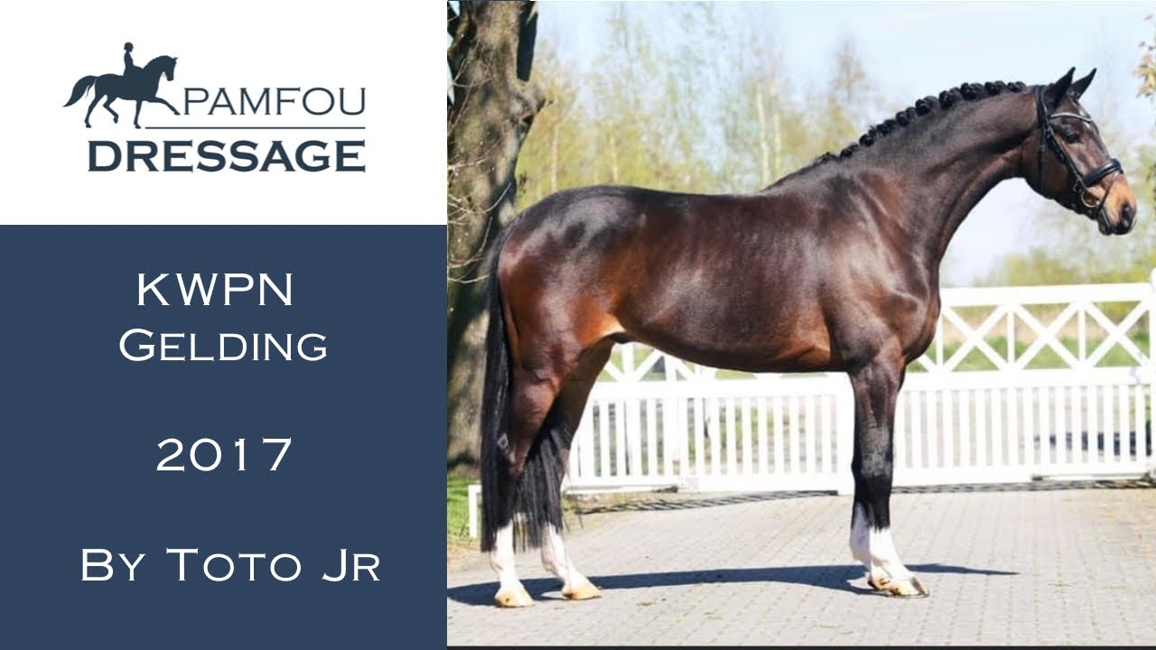 DRESSAGE HORSE FOR SALE gelding 2017 PAMFOU DRESSAGE YouTube