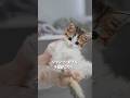 シャンプー好きな子猫がこちら🫧