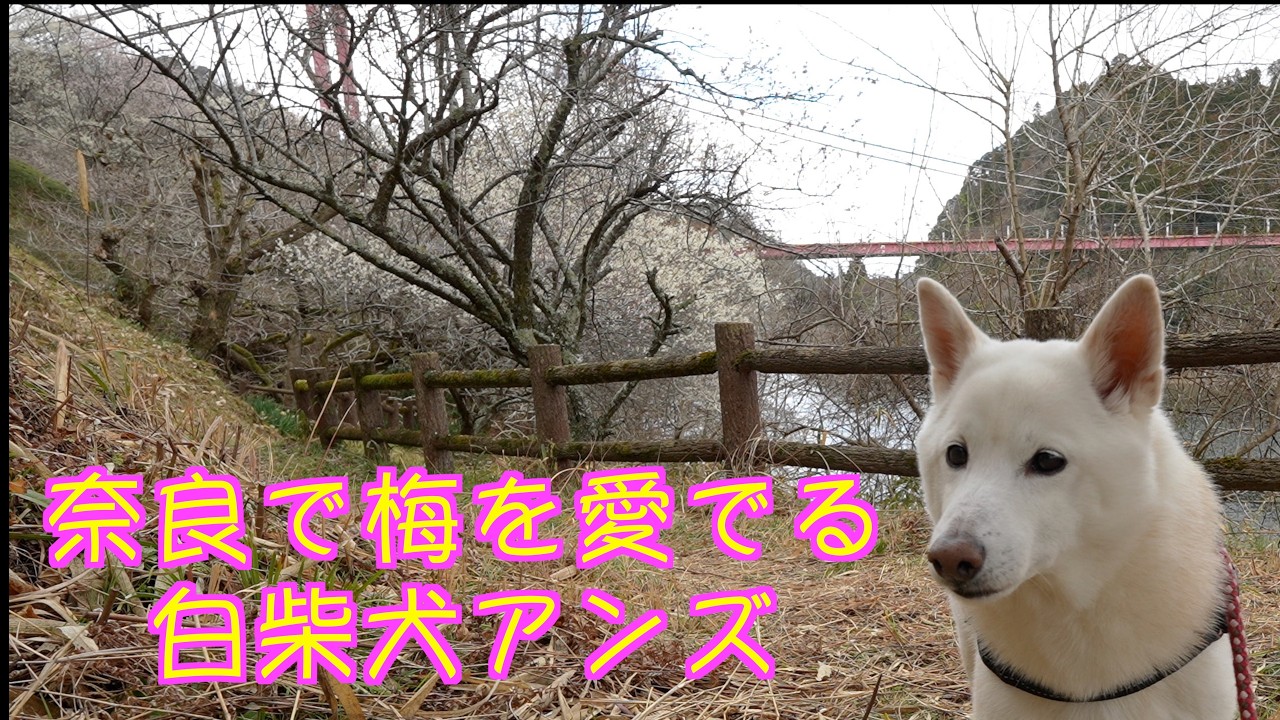 話題の奈良県に白柴犬アンズと梅を見に行きました