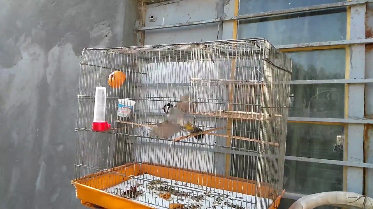 بلبل ابو الخصيب \ وحشي \ عباس الجبوري \ 07713155547