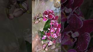 2  Lindas Orquídeas Preciosas Pequeña y Mediana 😍