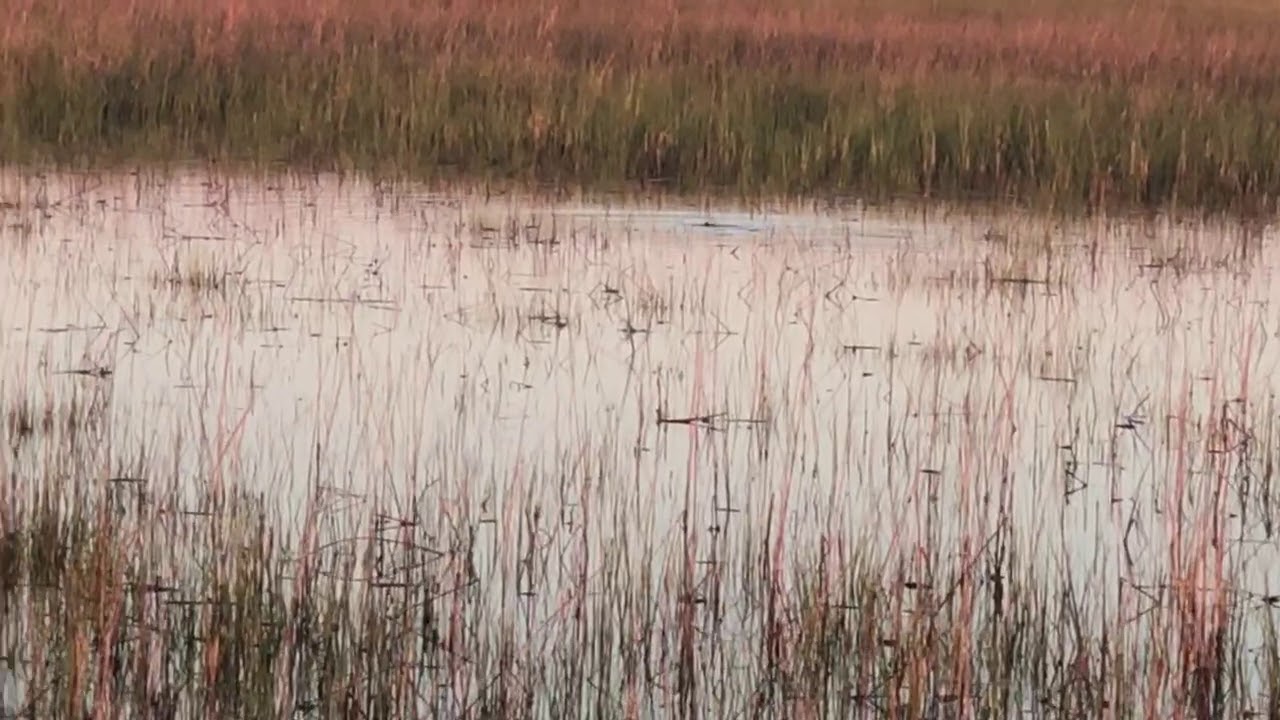 Tailing Flood Tide Redfish - Capt. Rami Ashouri Saturiba Company
