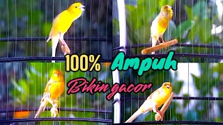 Pancingan 4 Kenari Gacor Ngerol Panjang Ampuh Bikin Kenari Malas Rajin Berkicau || Canary Singing