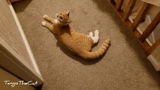 That Tail Is Just Majestic Tango The Majestic