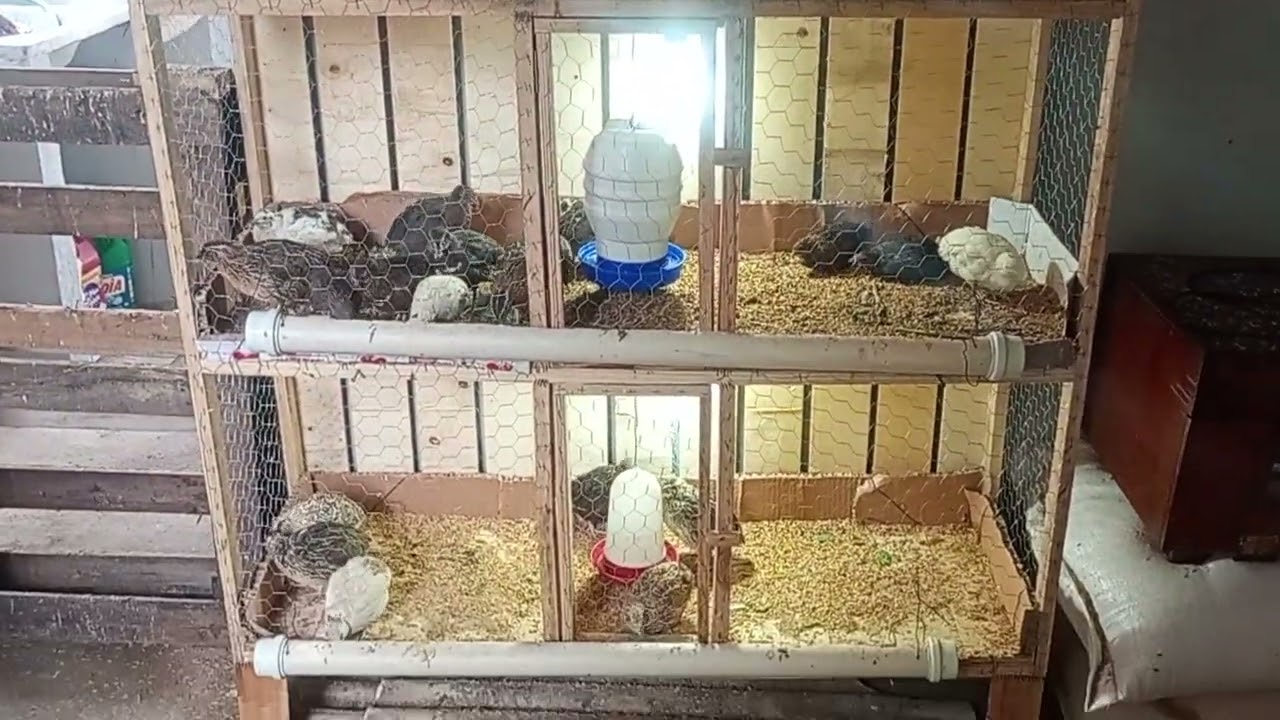 Mostrando um pouco da minha criação ! E oque utilizo no viveiro 