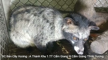 Cầy Hương Thị Trấn Cẩm Giang Huyện Cẩm Giàng Tỉnh Hải Dương