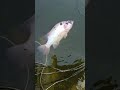 ikan nila super #fish