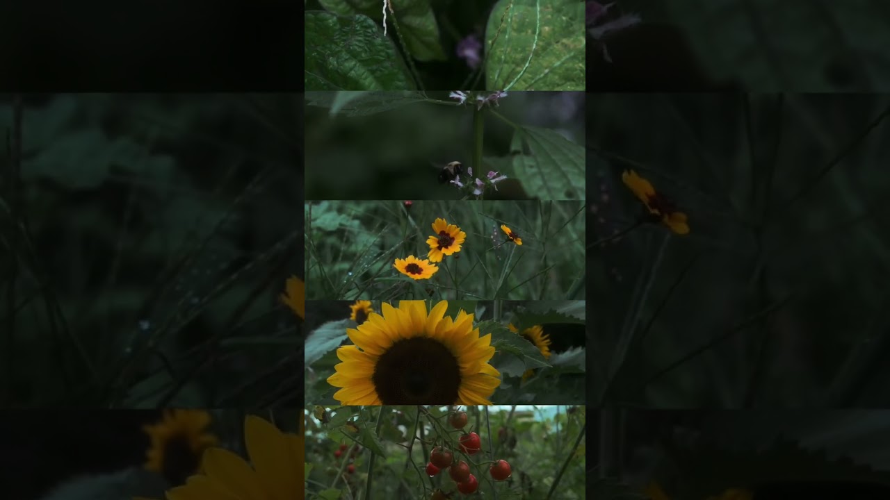 Zooming into the garden for a closer look 🔎