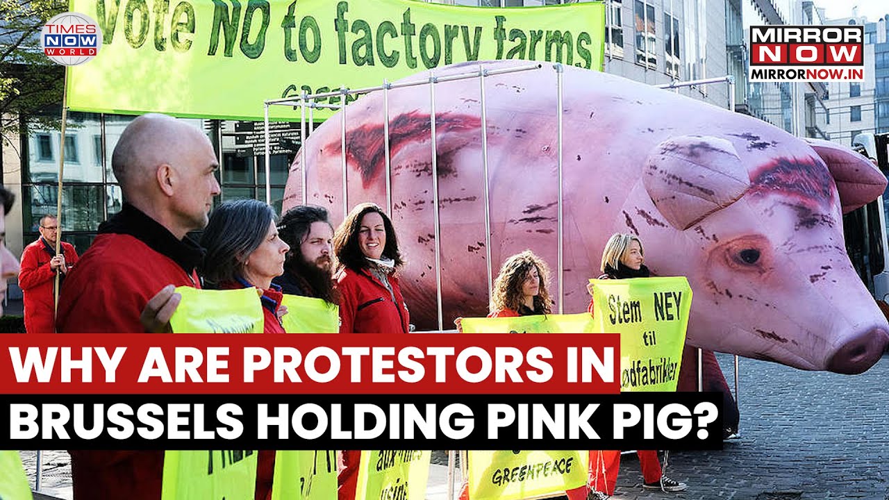 Протест в Брюсселе: марш граждан в Софии с розовой свиньей, критикующей коррупцию и контроль ЕС, ...