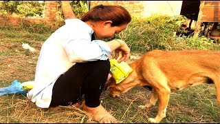 Wow Amazing Funny Cute Girl Playing With Cute Dog At Home - How To Play With Cute Dog