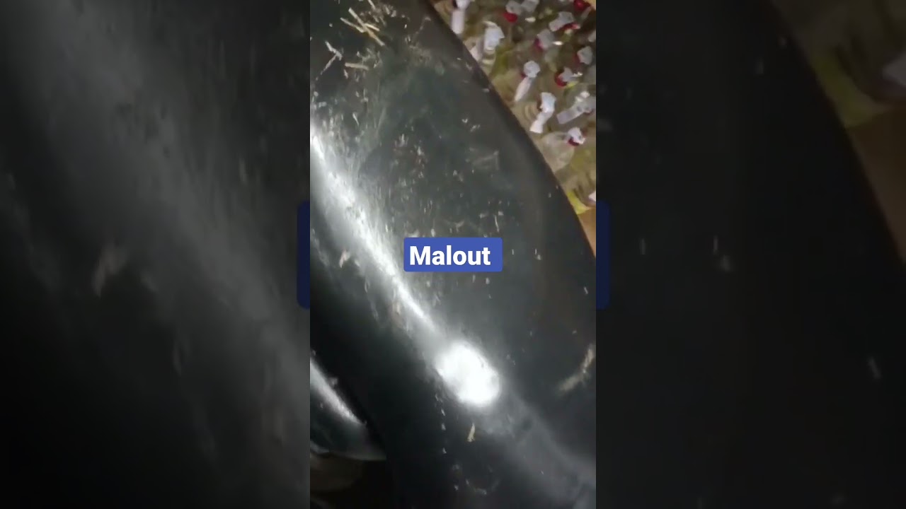 malout 