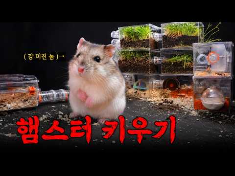 What Happens When You Raise a Hamster in a Natural Enclosure for 30 Days