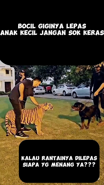 HARIMAU VS ANJING,SIAPA YANG MENANG #shorts