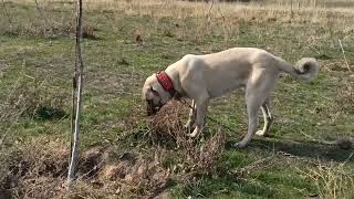 ASALET SOYDAN GELİR ASLANIM CESUR 