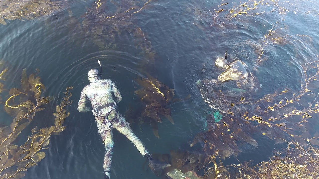 camera iphone 8 plus apk scuba divers in kelp forest at Pelican Cove