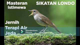 Masteran istimewa tembakan burung sikatan londo 2 JAM Suara jernih  terbaik dan terbaru 2022