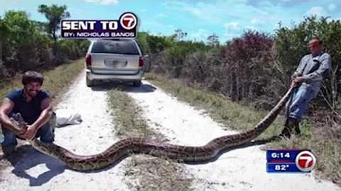 2 hunters catch 15-foot python in Everglades