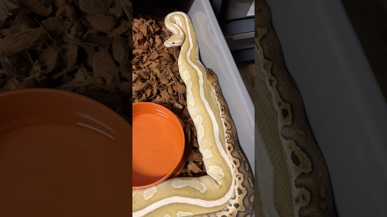 Działamy dalej…🤫💪 #pythonregius #snake #pytonkrólewski #ballpython #python #hodowlawęży #cute