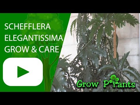 Schefflera elegantissima