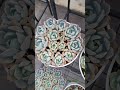 #echeveria #plants #succulentvarieties #succulent #suculentas #succulent #succulents