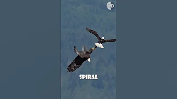 Bald Eagles Death Spiral A Display Of Trust And Love 