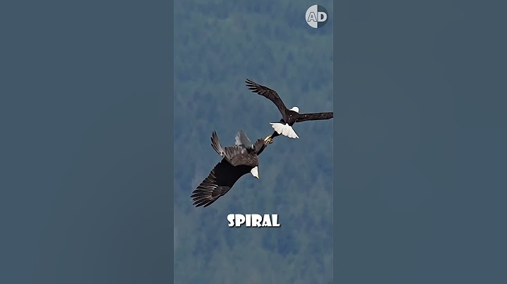 Bald Eagles’ Death Spiral: A Display of Trust and Love