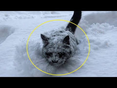 Video: Uşaqlarda limfositlərin yüksəlməsi təhlükəlidirmi?