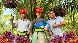 I worked at a palm plantation for 1 day  How palm oil is made in Honduras