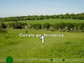 Narodna - Oj livado rosna travo