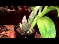 Orchid Spotlight - FDK. AFTER DARK 'SVO BLACK PEARL' FCC/AOS の動画、Yo…