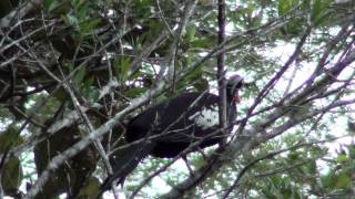 Black-fronted Piping-Guan - Aburria jacutinga (Spix, 1825)