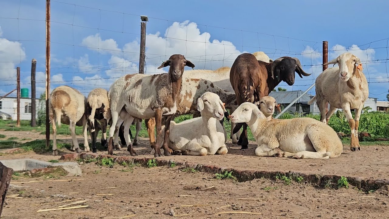 Овцы породы Дамара: будущее прибыльного сельского хозяйства в Зимбабве