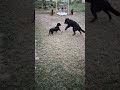 Dachshund playing #dachshund#streetdog#dog#doglove#cute#viral
