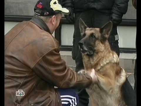 Вишбон Собака Фантазер Торрент