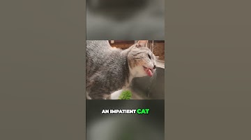 The Perfect Time for a Cat Bath Unlocking StressFree Cleanliness