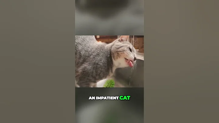 Video 8819611: feline bath, cat bath, perfect feline