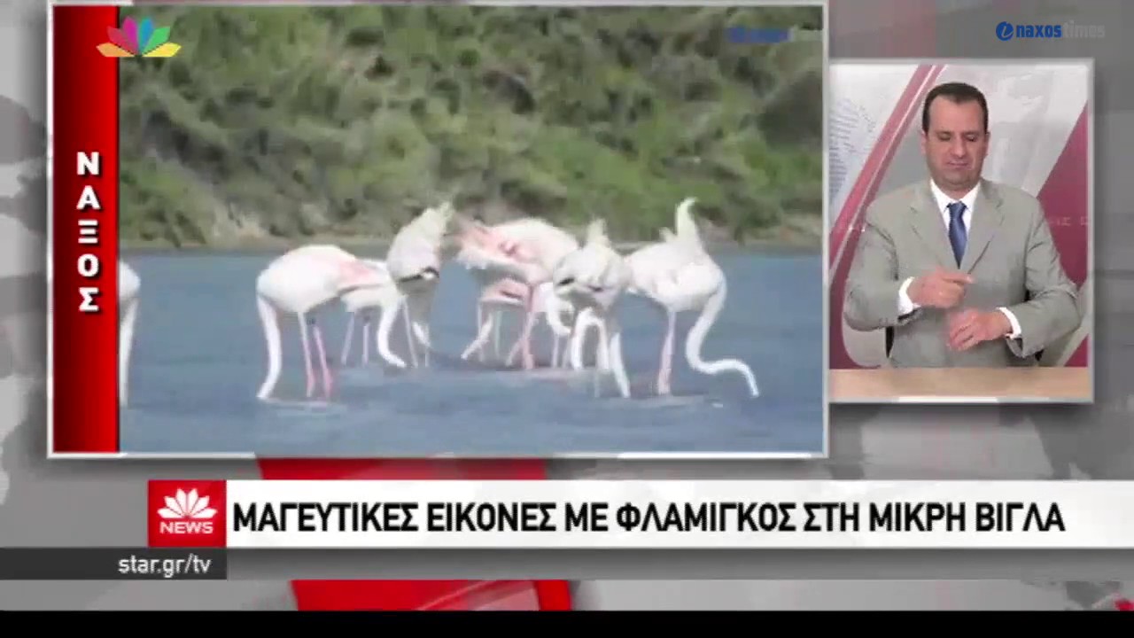 Τα πανέμορφα φλαμίνγκος της Νάξου στο STAR CHANNEL naxos mitologia