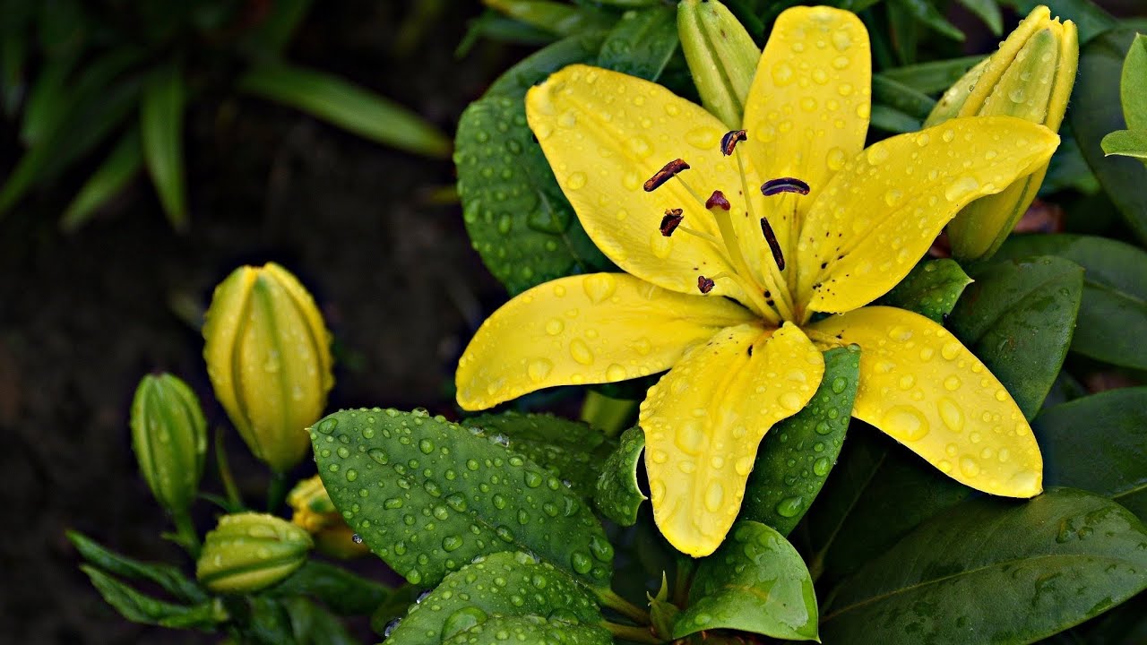 Zitate über Hoffnung. 🍀
