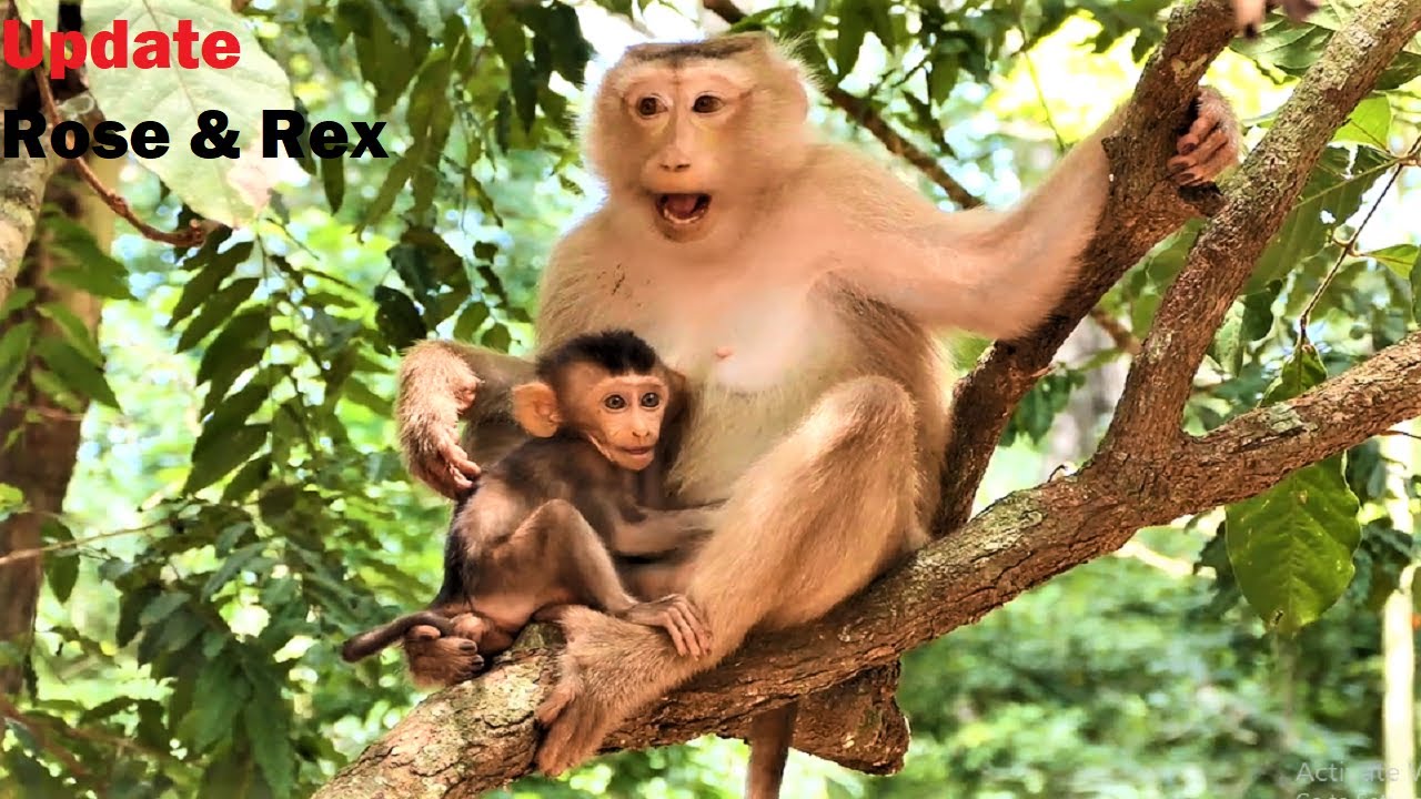 Update ! Monkey Rose leave her baby Rex to playing alone, Rose Training Rex Jumping on the Tree