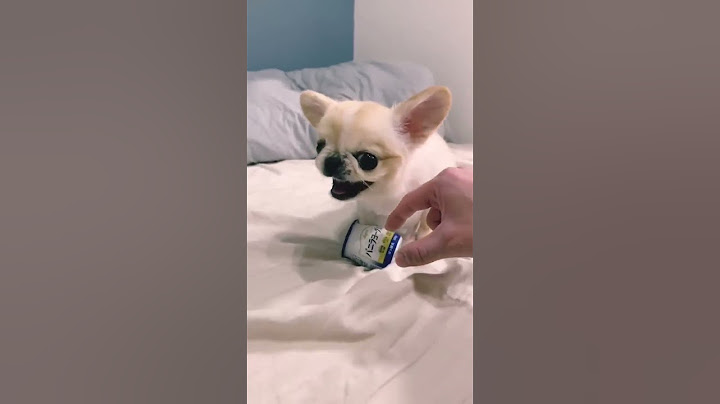 Que cachorro bravo #cao #cão #cachorro