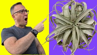 How to Water Tillandsias or Air Plants:  This May SHOCK YOU! by Ohio Tropics Houseplant Care 77,280 views 4 years ago 14 minutes